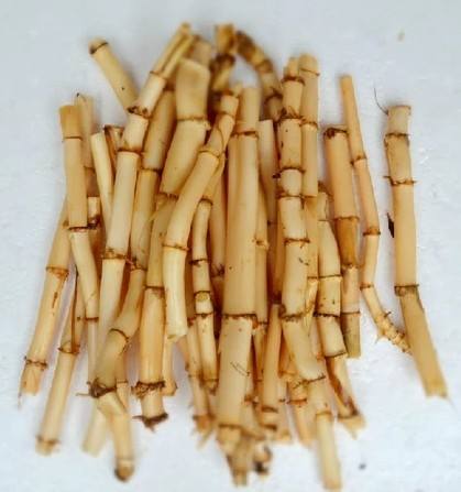 中药大全-清热类-清热泻火药-芦根
