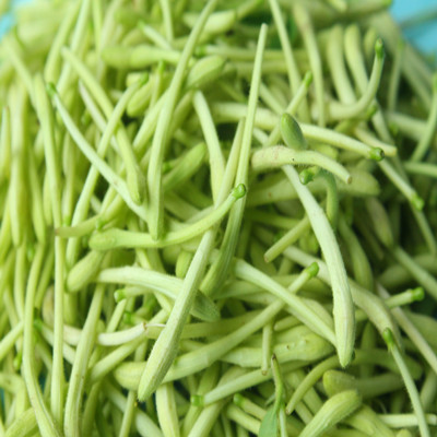 中药材金银花名字的由来及传说