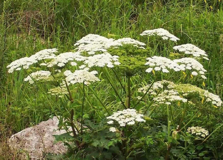 中药大全-解表类类-辛温解表-白芷